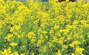 Vastu Tips: पीली सरसों के ये उपायों से जीवन में सुख-समृद्धि पाएं पीली सरसों के ये उपायों से जीवन में सुख-समृद्धि पाएं
