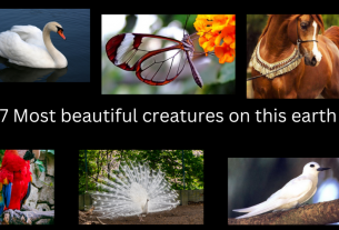 Most beautiful creatures on this earth!