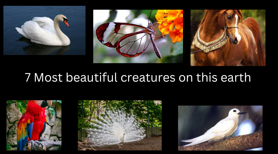 Most beautiful creatures on this earth!