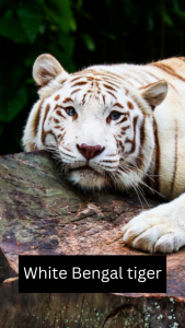 White Bengal tiger