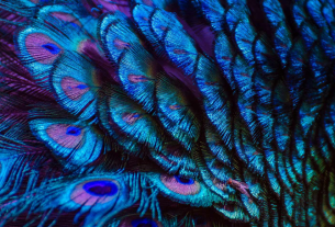 Know amazing benefits of Peacock Feathers