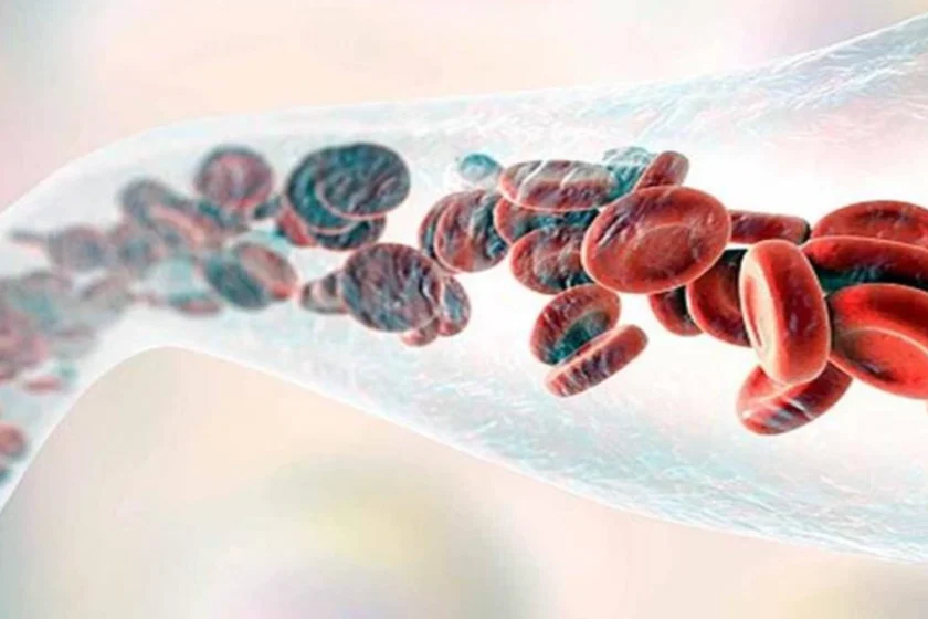 Blood Formation Process